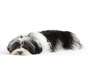 Havanese Prints: Picture No. 10893702