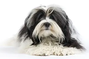 Havanese Prints: Picture No. 10893703