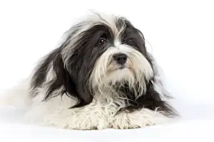 Havanese Prints: Picture No. 10893704
