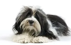 Havanese Prints: Picture No. 10893705