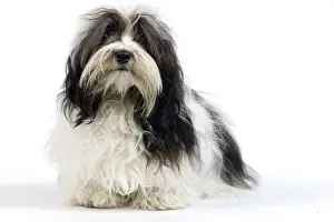 Havanese Prints: Picture No. 10893706