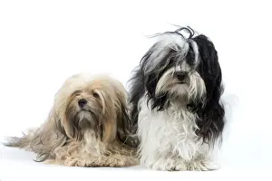 Havanese Prints: Picture No. 10893708
