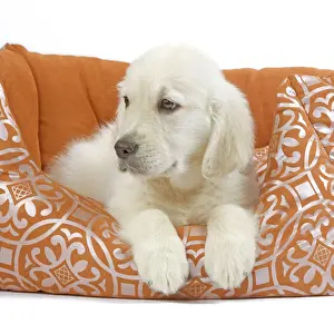 Retreiver Prints: Picture No. 10893714