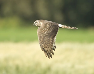 Images Dated 9th April 2012: Picture No. 10893720