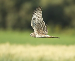 Images Dated 9th April 2012: Picture No. 10893721