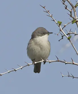 Whitethroat Prints: Picture No. 10893734
