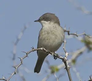 Whitethroat Prints: Picture No. 10893735