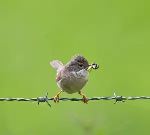 Beak Prints: Picture No. 10893745