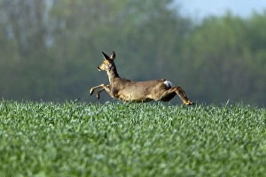 Capreolus Collection: Picture No. 10893778