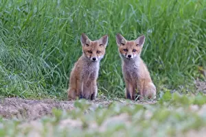 Vulpes Prints: Picture No. 10893795
