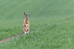 Images Dated 18th April 2012: Picture No. 10893815