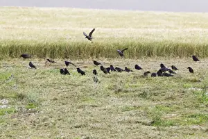 Corvus Prints: Picture No. 10893817