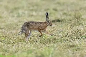 Europaeus Prints: Picture No. 10893818