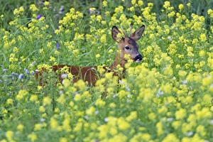 Images Dated 30th July 2012: Picture No. 10893824