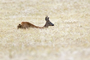 Images Dated 30th July 2012: Picture No. 10893825