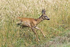 Images Dated 30th July 2012: Picture No. 10893828