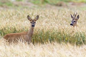Capreolus Collection: Picture No. 10893829