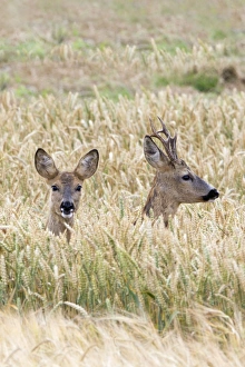 Capreolus Collection: Picture No. 10893831