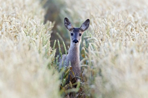Capreolus Collection: Picture No. 10893832