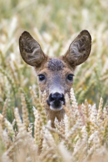 Capreolus Collection: Picture No. 10893835