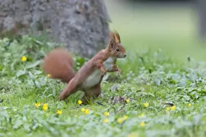 Sciurus Prints: Picture No. 10893837