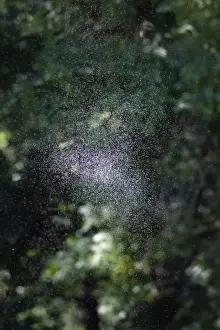 Midge Prints: Picture No. 10893857