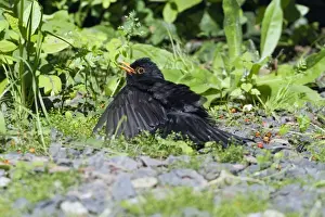 Turdus Prints: Picture No. 10893883