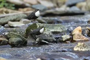Cinclus Prints: Picture No. 10893889