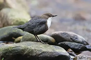 Cinclus Prints: Picture No. 10893890