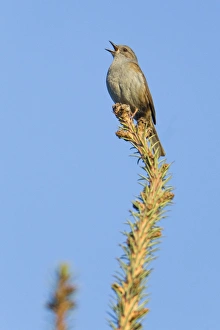 Images Dated 27th March 2012: Picture No. 10893891