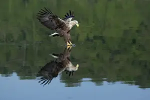 Haliaetus Prints: Picture No. 10893892