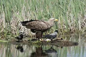 Crows Prints: Picture No. 10893894