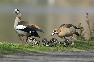 Parents Prints: Picture No. 10893899