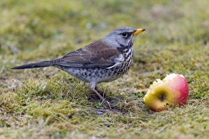 Images Dated 21st February 2012: Picture No. 10893910