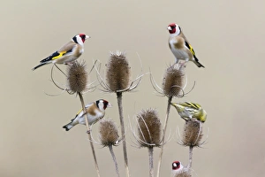 Teasel Collection: Picture No. 10893920