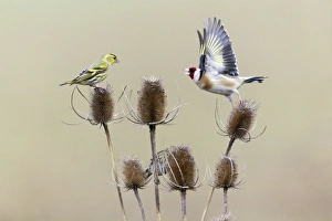 Teasel Collection: Picture No. 10893921