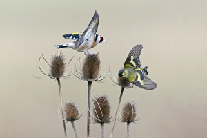 Teasel Collection: Picture No. 10893922