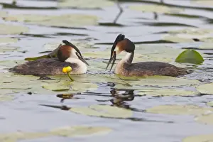 Podiceps Prints: Picture No. 10893928