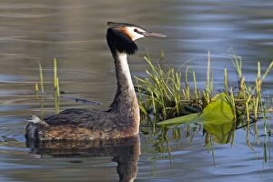 Podiceps Collection: Picture No. 10893930