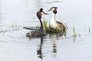 Podiceps Collection: Picture No. 10893932