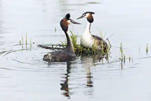 Podiceps Prints: Picture No. 10893932