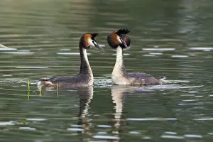 Crested Prints: Picture No. 10893933