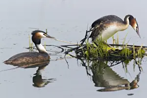 Podiceps Prints: Picture No. 10893934