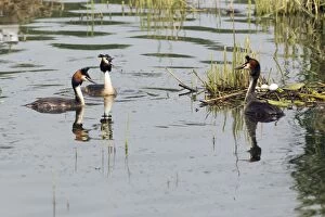 Podiceps Collection: Picture No. 10893944