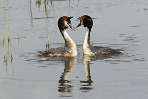 Grebe Prints: Picture No. 10893946