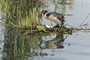 Grebe Prints: Picture No. 10893947