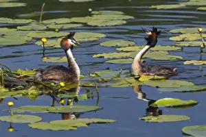 Grebe Prints: Picture No. 10893949