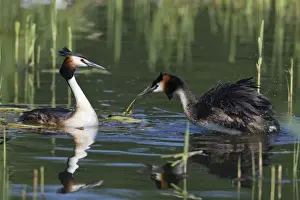 Grebe Prints: Picture No. 10893950