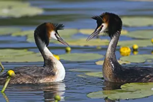 Grebe Prints: Picture No. 10893953