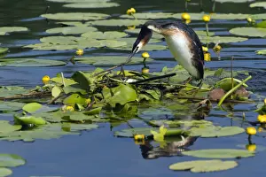 Grebe Prints: Picture No. 10893954